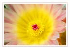 Fiore Fiore