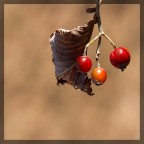 autumn autumn