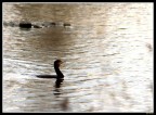 Cormorano Cormorano
