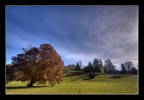l'albero e la villa l'albero e la villa