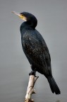 Cormorano Cormorano