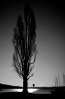 Alberi