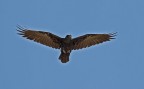 THE CROW THE CROW