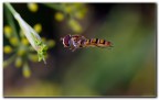 Piccolo dittero syrphidae in volo Piccolo dittero syrphidae in volo