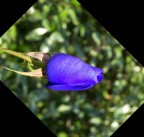 Blue rose experiment Blue rose experiment