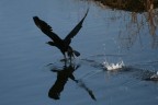 Decollo....Cormorano 1 Decollo....Cormorano 1