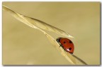 Coccinella
