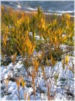 Gold on snow Gold on snow