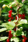 Perle di sole Perle di sole