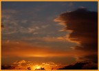 alba alba