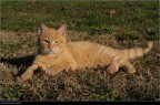 Gatto Gatto