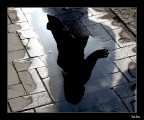 Specchi Urbani Specchi Urbani