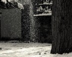 neve neve