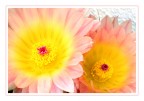 Due Fiori Due Fiori