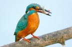 Pesca fruttuosa Pesca fruttuosa