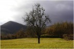 L'albero del...... vischio! L'albero del...... vischio!