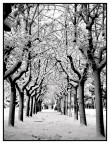...il viale innevato... ...il viale innevato...