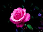 Raindrops keep falling on my rose Raindrops keep falling on my rose