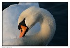 cigno 2 cigno 2