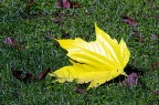 Il colore forte
