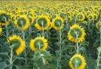 girasoli in val d'orcia girasoli in val d'orcia