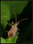 Coreus marginatus