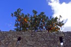 Un muro, le arance e le nuvole Un muro, le arance e le nuvole