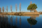 Canne e riflessioni... Canne e riflessioni...