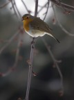 Pettirosso... caccia tra la neve Pettirosso... caccia tra la neve