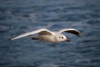in volo in volo