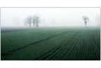 nella nebbia nella nebbia