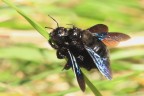 Xilocapa violacea