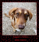 Auguri a tutti i componenti del sito