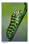 Papilionidae Papilionidae