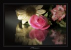 Flowers Flowers