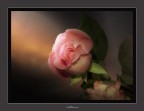 Una semplice rosa Una semplice rosa