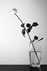 Garden Rose, Study 3 Garden Rose, Study 3