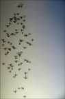 pigeons pigeons