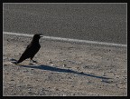 in mezzo alla death valley, ho incontrato questo maledetto che stava uccidendo un uccello cucciolo. ho lasciato fare nonostante le insistenze di mia moglie.
per� maledetto tu sia....