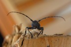 scarabeo o scarafaggio e chi lo sa? scarabeo o scarafaggio e chi lo sa?