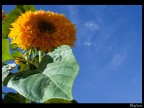 Just a sunflower Just a sunflower