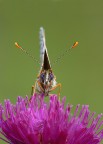 Nymphalidae