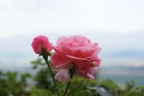 Una rosa nel cielo