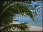 Palm Beach Palm Beach