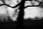albero #4 albero #4
