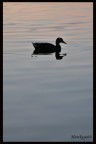 La solitudine La solitudine