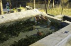 Presepe... subacqueo Presepe... subacqueo