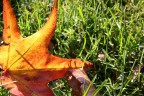 Autunno Autunno