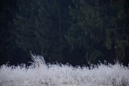 Ai bordi di un campo brinato Ai bordi di un campo brinato
