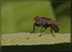 La mosca La mosca